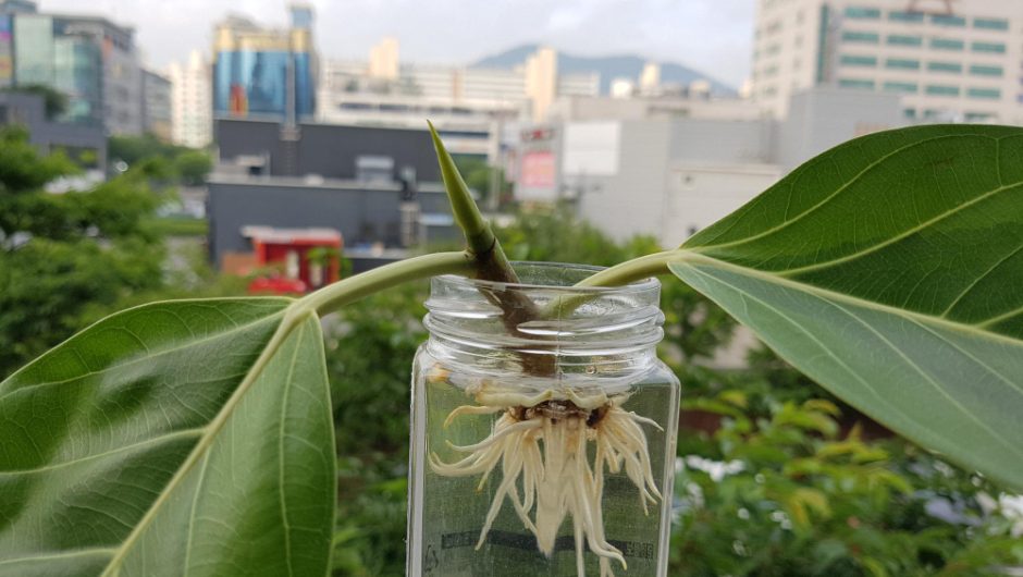 Cum să îți protejezi locuința de insecte și dăunători